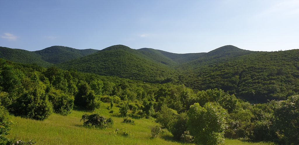 Сукко виноградник