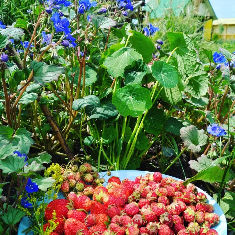 Семейный номер стандарт