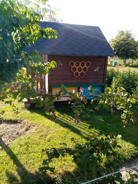 сон на ульях