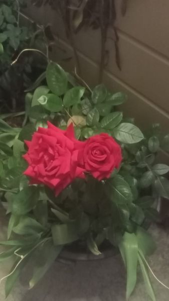 Цветение роз на территории с весны до поздней осени