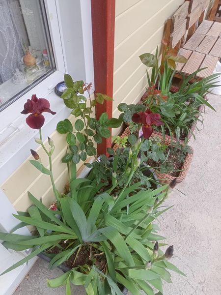 Ирисы встречают своим цветением весной