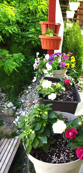 Бальзамины и петунии создают красивую и приятную картину для глаз