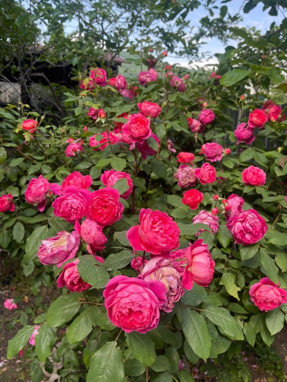 Апартаменты студия