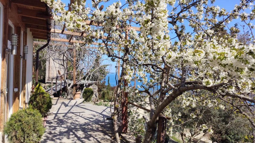 Цветёт черешня