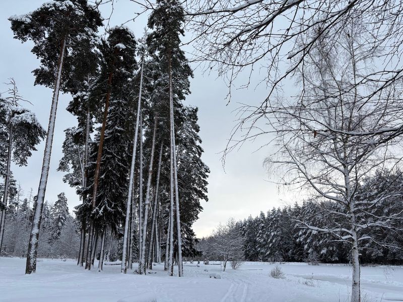 Серебрянка