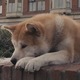Max Парфиров