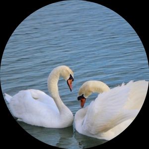 Орловка-аппартамен,Учкуевка-квартира,Толстяк-дом