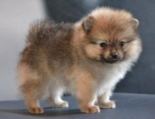 Андрей Крючков