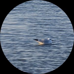 Екатерина Мезенцева