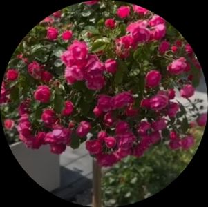 Хеди Дзангиева