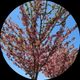 Яна