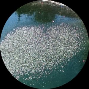 Вадим Ермолов