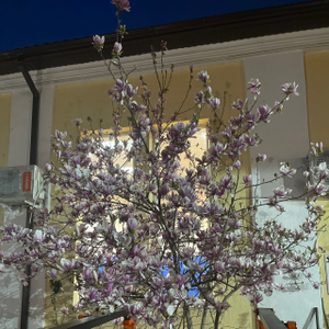 Дарья Фахразиева