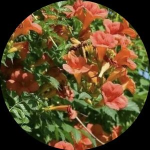 Наталья Фоменко