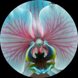 Екатерина Литвина