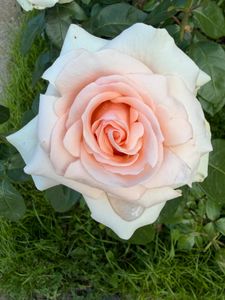 Карина Кумехова
